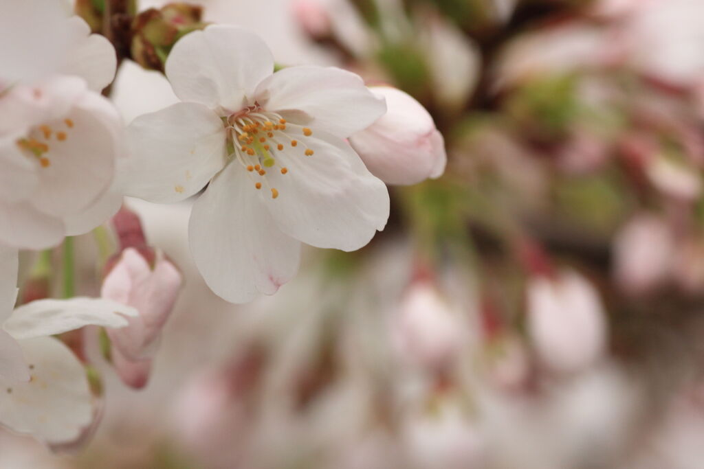 桜咲く