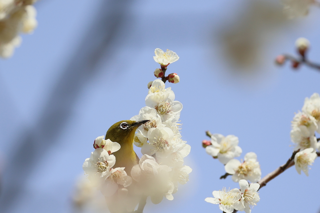 梅花の首輪