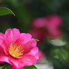 山茶花