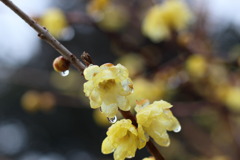 雨に濡れる蝋梅