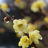 雨に濡れる蝋梅