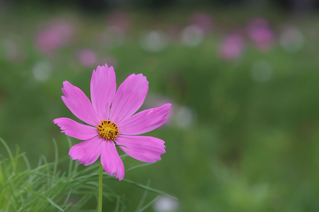 秋桜