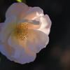 秋の陽と秋薔薇