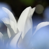 白いチューリップ