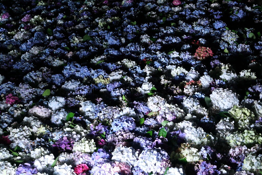 紫陽花池のライトアップ
