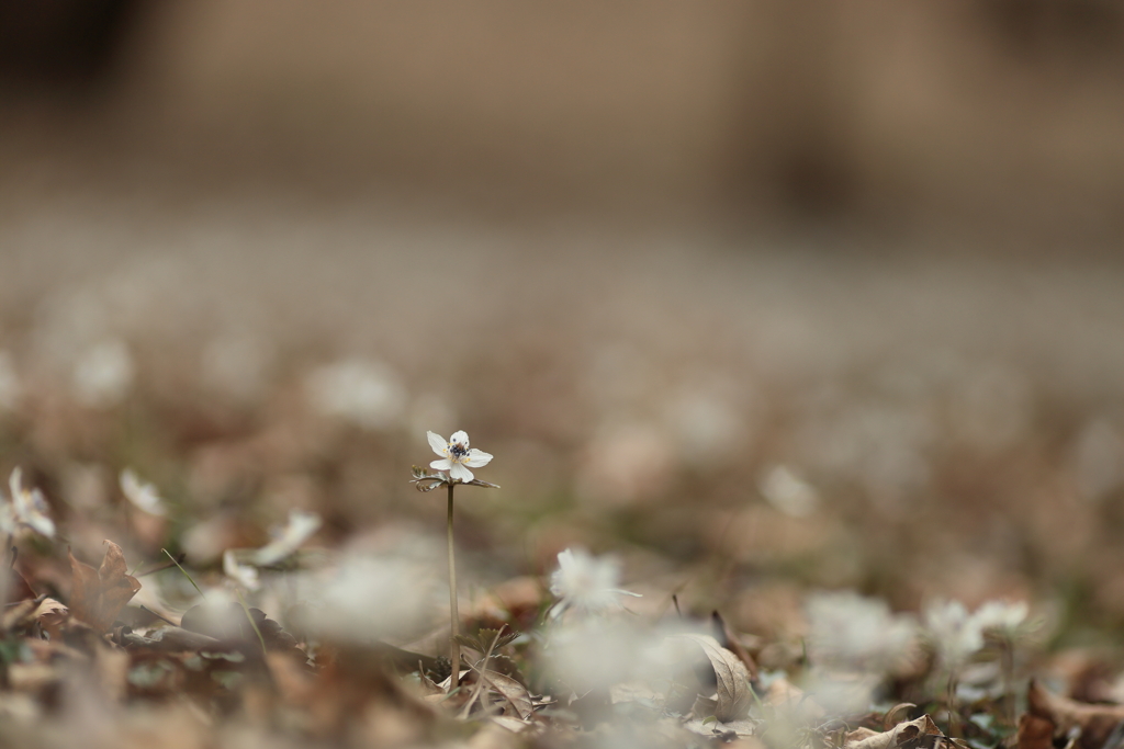 目覚め by お月様 （ID：13392079） - 写真共有サイト:PHOTOHITO