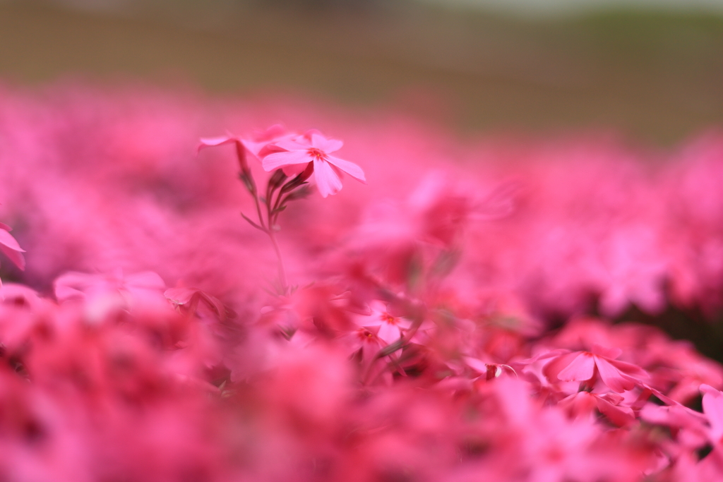 芝桜