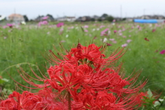 彼岸花とコスモス畑