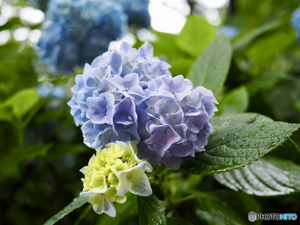 明月院の紫陽花。