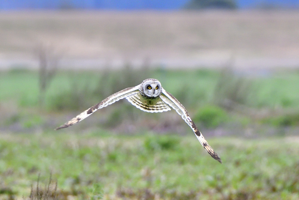 コミミズク飛ぶ①