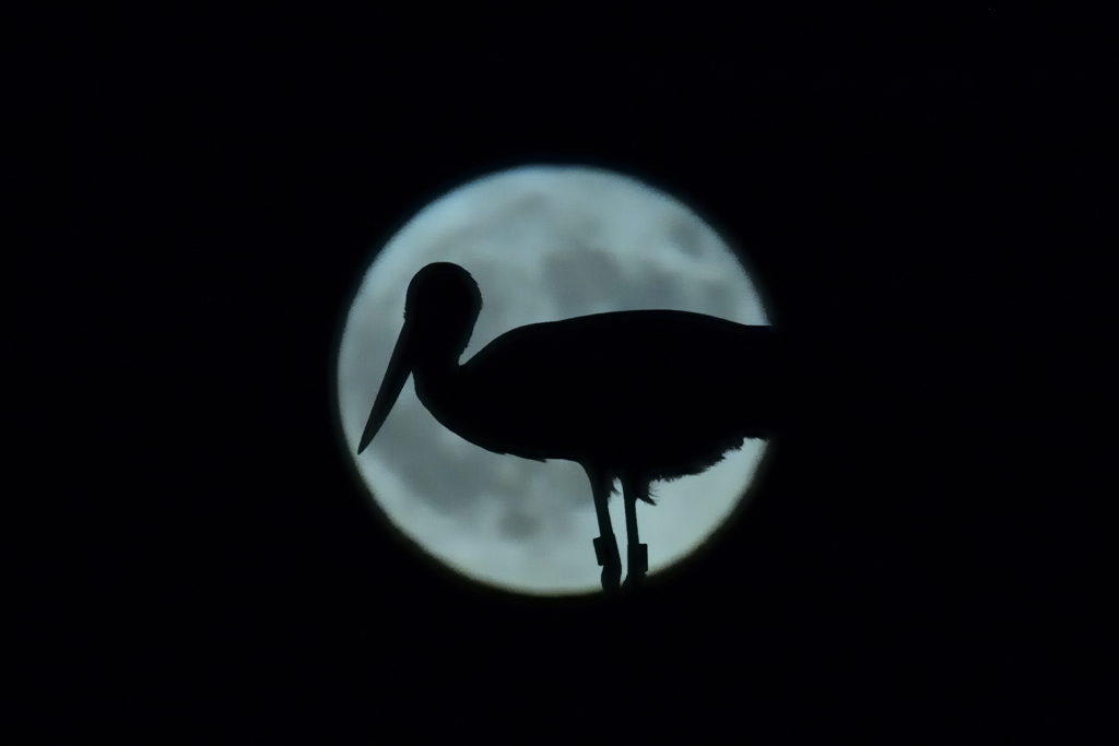 満月にコウノトリ