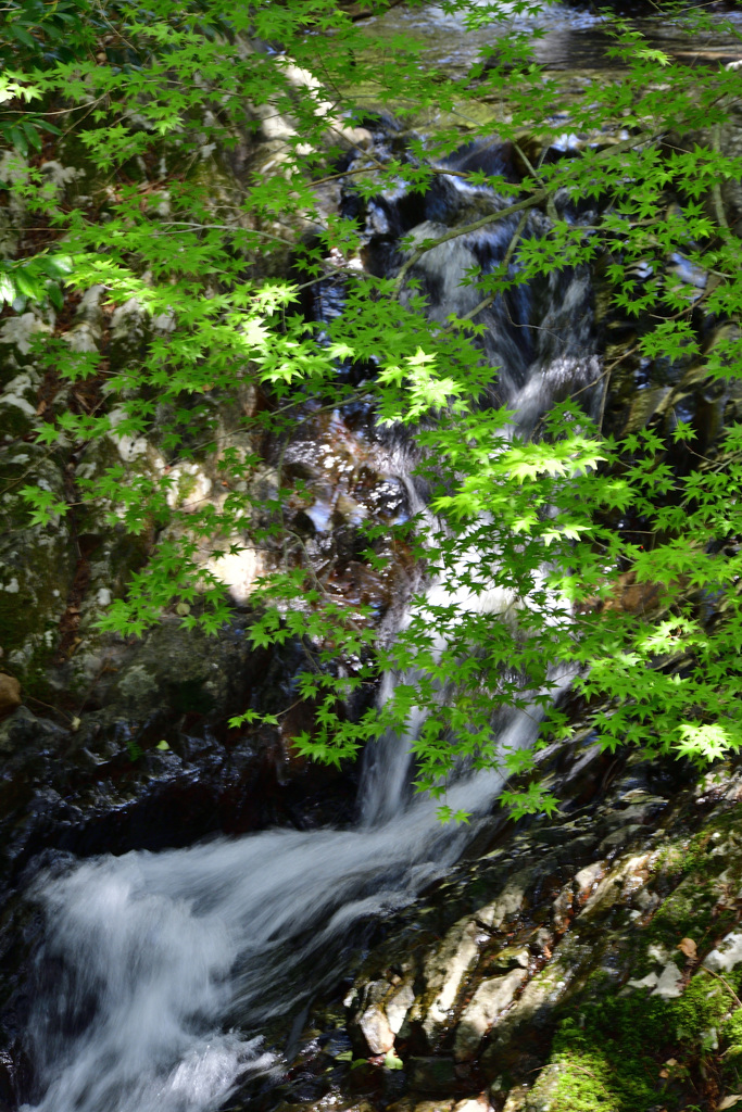 新緑の沢