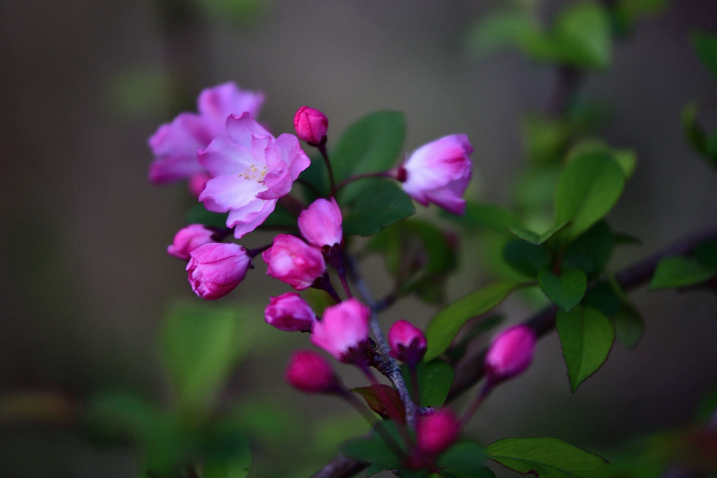 花海棠