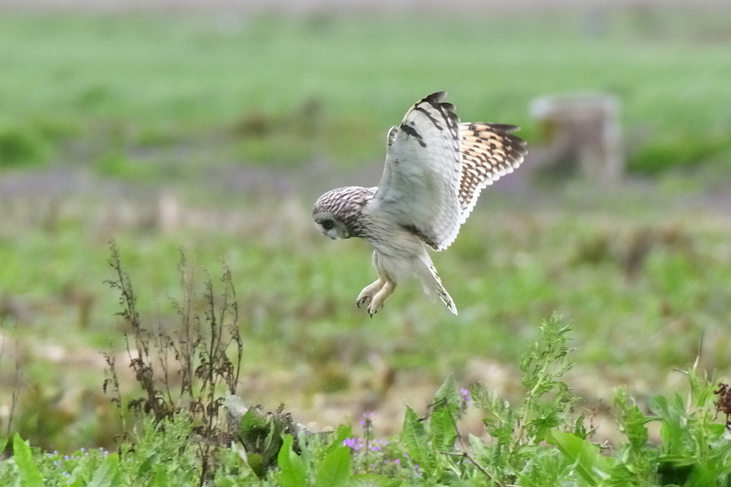 コミミズク降りる