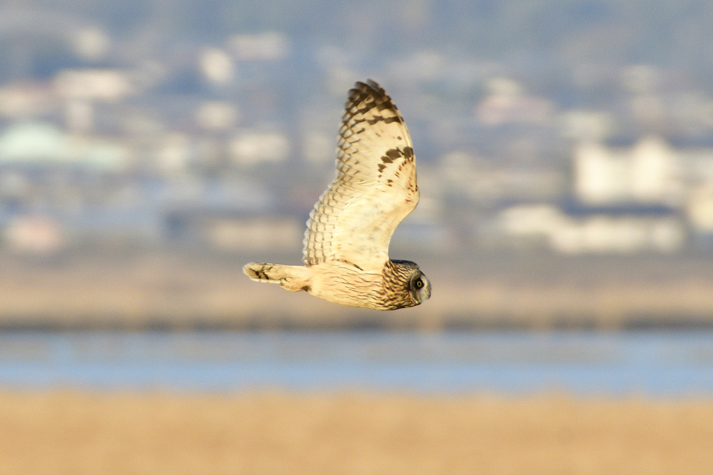 コミミズク飛ぶ②