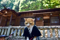 奈良井宿お茶壺猫
