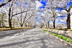 大学キャンパス桜