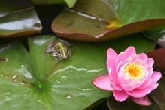 蓮の花に恋するカエル