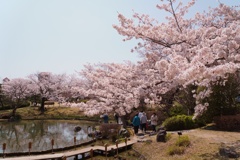 春の日本庭園