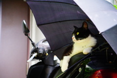 バイク乗り野良猫