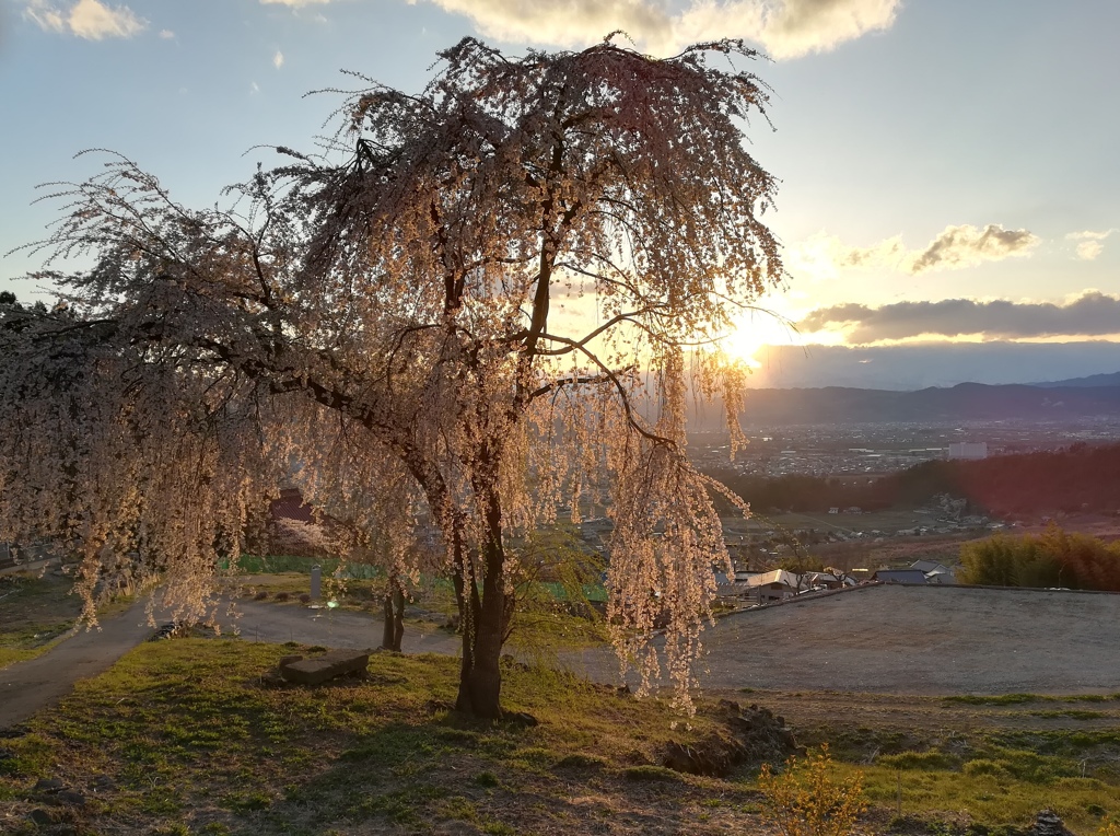 垂れ桜