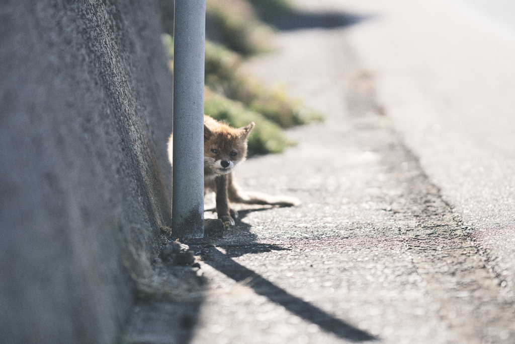 こんにちは