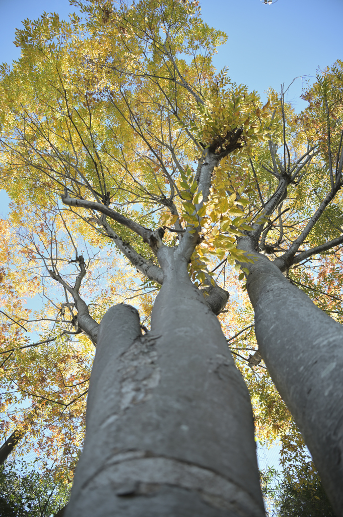 秋空に生きる