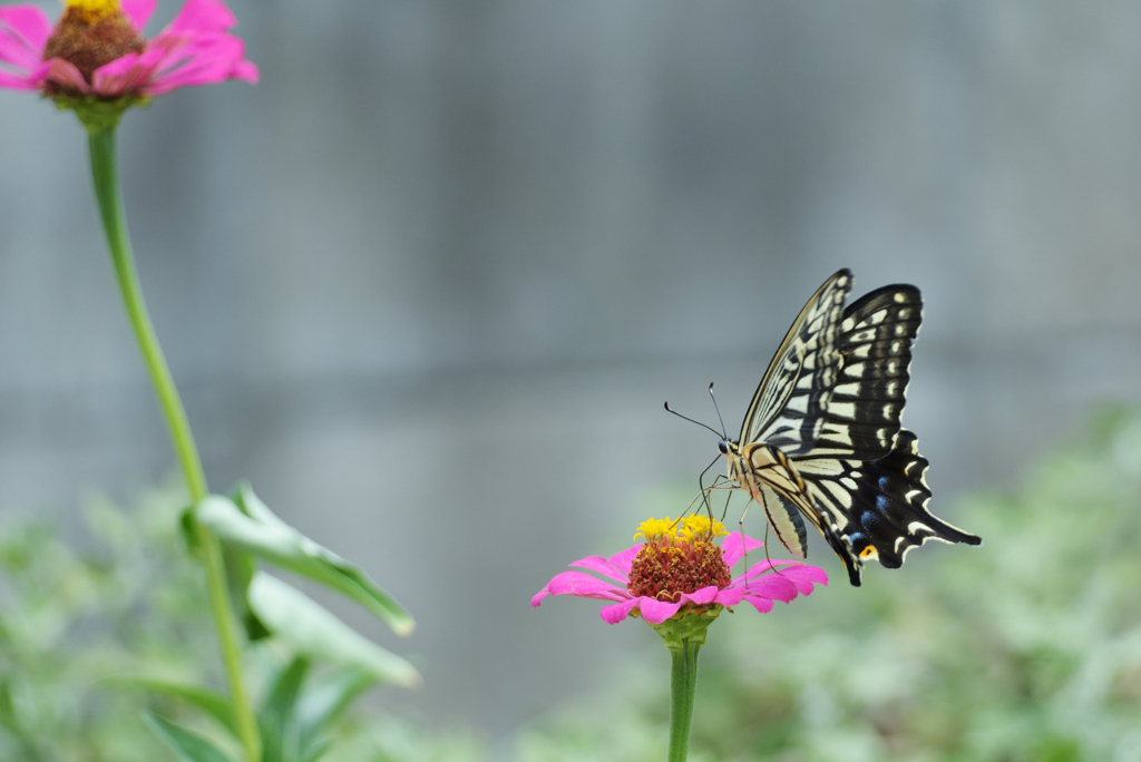 花から花へ