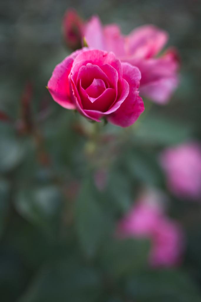 一目逢った其の日から恋の花咲く事もある