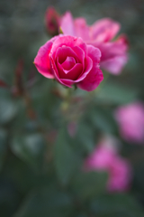 一目逢った其の日から恋の花咲く事もある