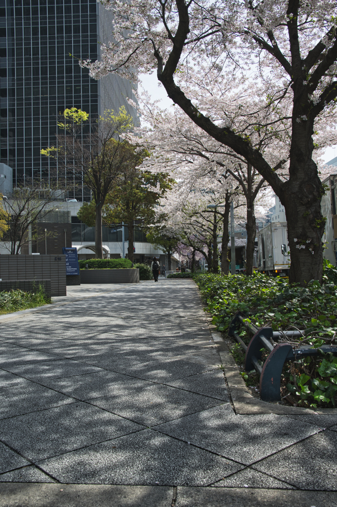 桜道