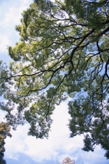 冬空・・・模様