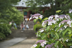 雨を待つ色