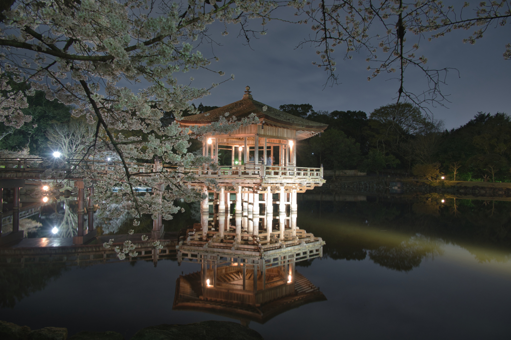 妖艶に咲き誇れ・桜花