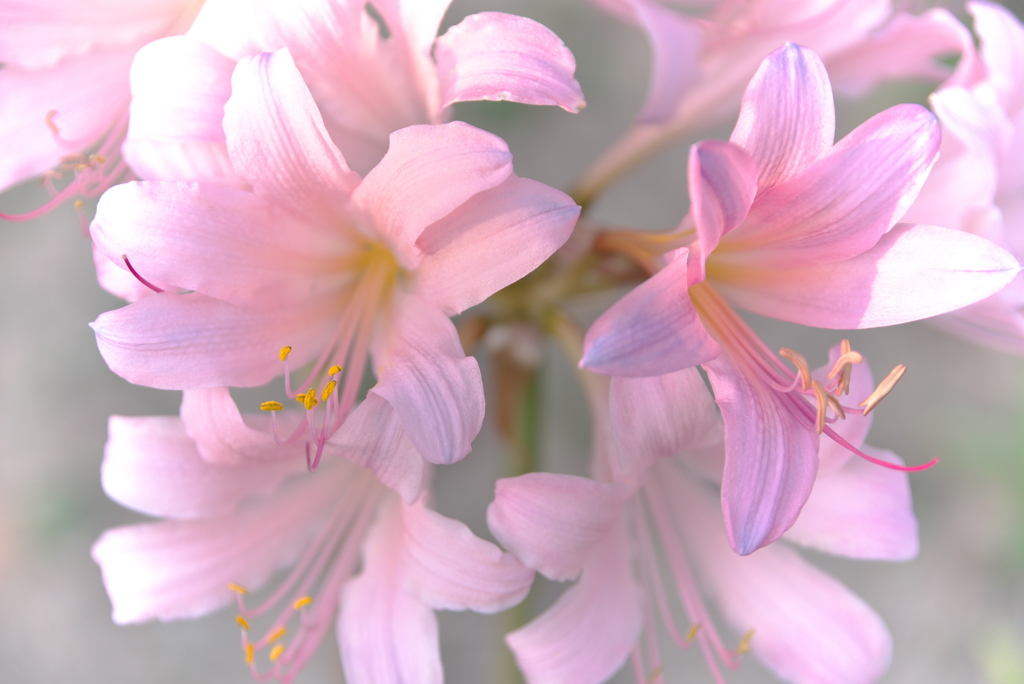 華やかな香を感じて