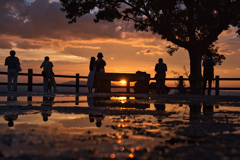 夕陽に色気る