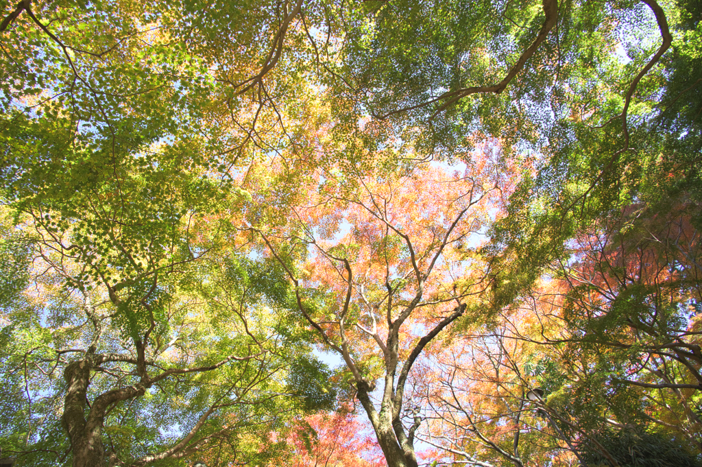 あぁ～燃える秋