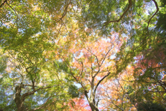 あぁ～燃える秋