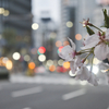 得体のしれぬ物が出没する春