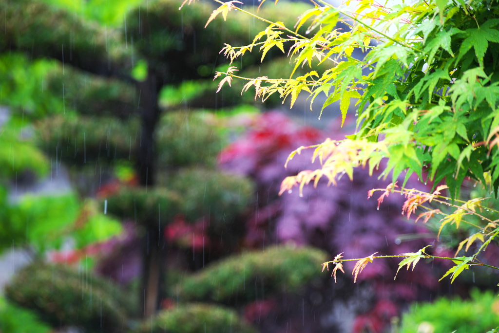 雨降りは雨撮り