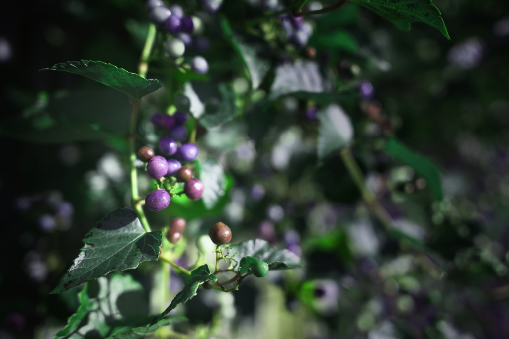この～実・何の実♬気になる気になる♫