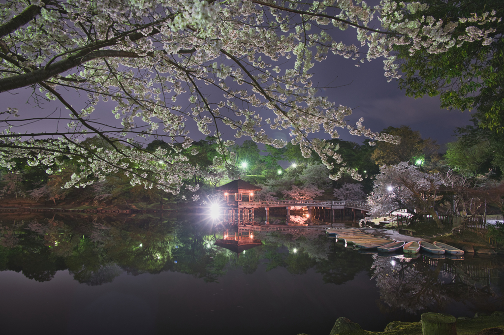 舞い踊れ桜花・春の宵♫