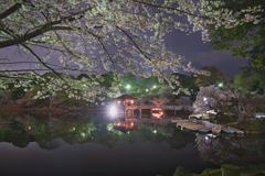 舞い踊れ桜花・春の宵♫
