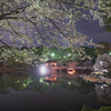 舞い踊れ桜花・春の宵♫
