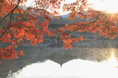 朝陽に蘇る秋模様