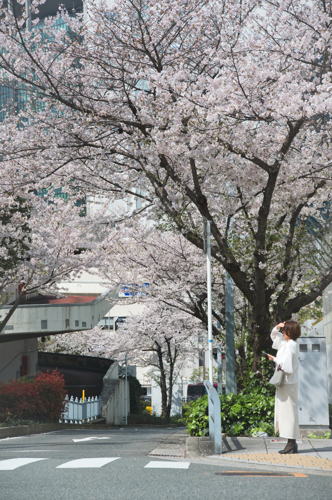 桜花・大いなる花