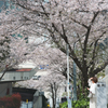 桜花・大いなる花