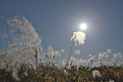 気分は小春日和