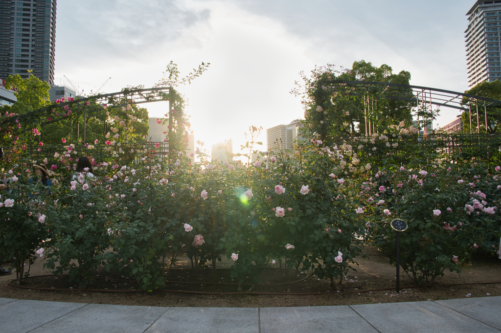 ようこそ・薔薇の園