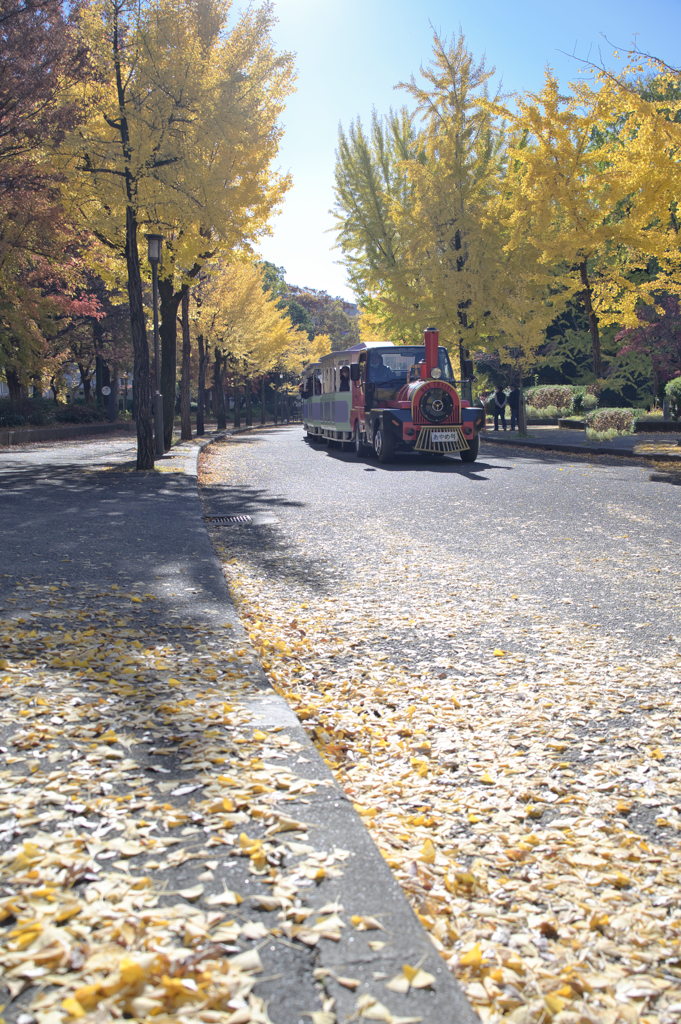 幸せの黄秋色に染まる